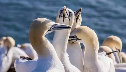 FB体育在线-深圳领航队调整阵容配置找到最佳组合方案，深圳领航者队员