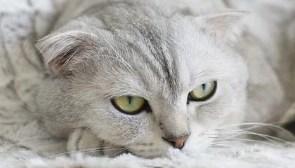 FB体育注册网址-格林伍德：袋鼠队防守核心，展现出超强球场控制力，格林伍德打什么位置