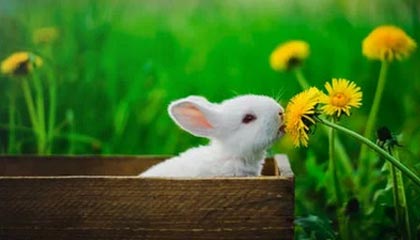 FB体育注册网址-格林伍德：袋鼠队防守核心，展现出超强球场控制力，格林伍德打什么位置