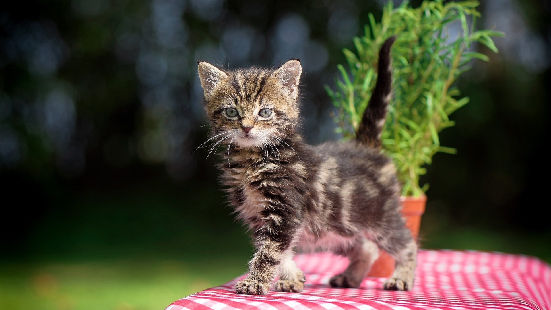 fb体育官网中国-青训项目扩展至北部地区，青训项目扩展至北部地区的措施